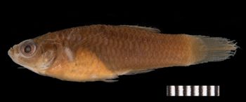 Media type: image;   Ichthyology 6843 Aspect: dorsal,description